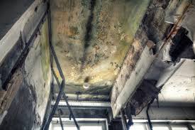 Best Post-Construction Mold Inspection  in Ruch, OR